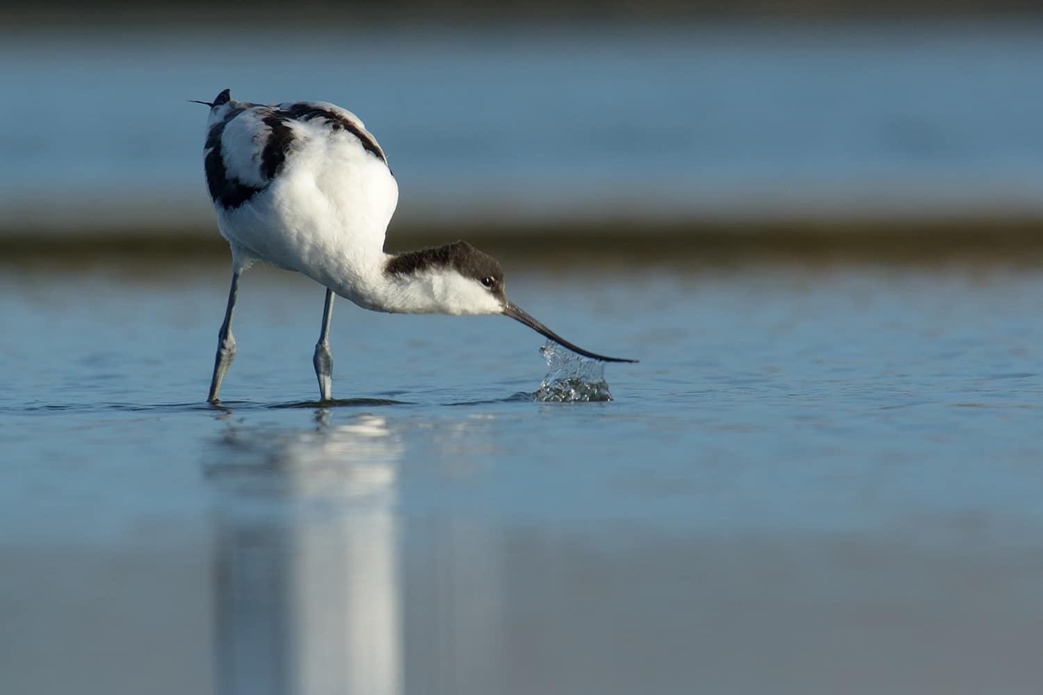 avocette elegante