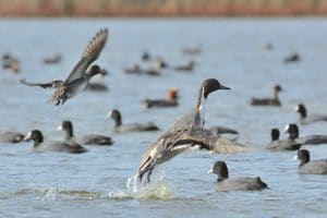 canard pilet