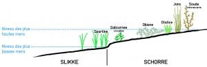 schema d'un estuaire