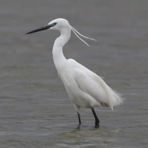 Aigrette garzette