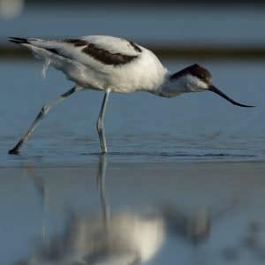 Avocette élégante