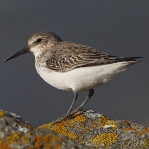 Bécasseau variable