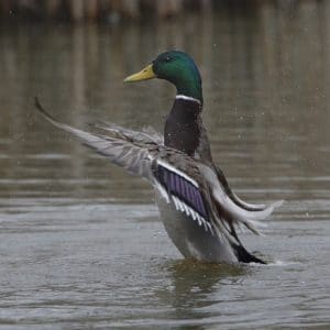 Canard colvert