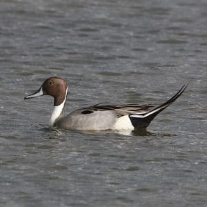 Canard pilet