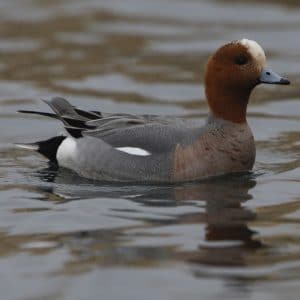 Canard siffleur