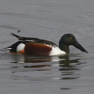 Canard souchet