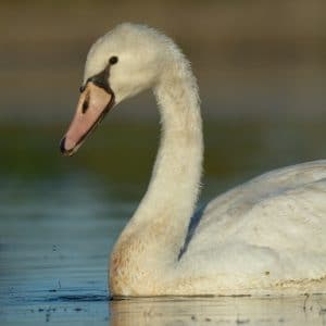 Cygne tuberculé