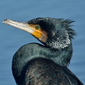 Grand cormoran