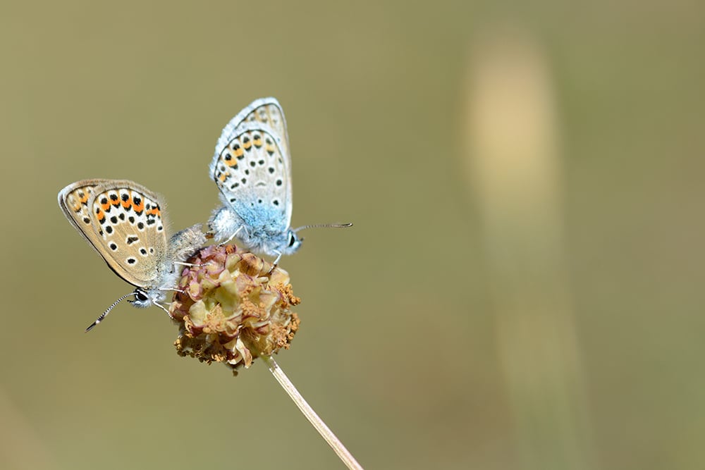Azure Ajonc